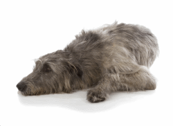 Irish Wolfhound i