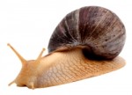 Snail i
